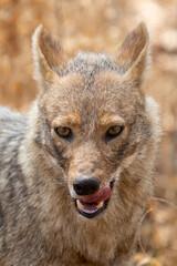 Jackal in the Jungles of India