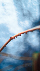 grass with dew drops