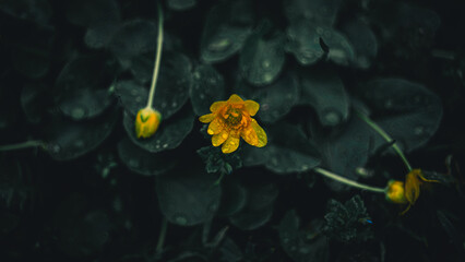 green grass with dew drops