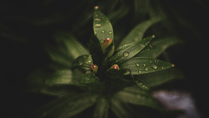 green grass with dew drops