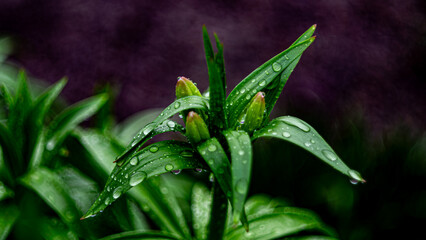 green grass with dew drops