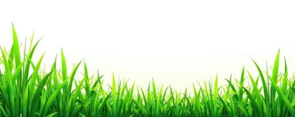 Fototapeta premium Green grass borders in various shades seamlessly arranged on a white background, collection, backdrop