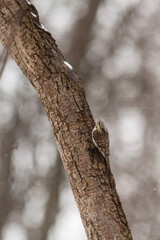 Fototapeta premium A beautiful small nimble brown bird, a certhia familiaris, with a graceful curved beak, sitting on a tree trunk and practically merging with it, looking out for insects in the park in winter.