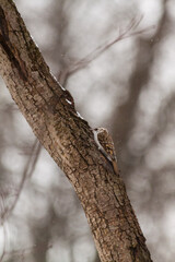 A beautiful small nimble brown bird, a certhia familiaris, with a graceful curved beak, sitting on a tree trunk and practically merging with it, looking out for insects in the park in winter.