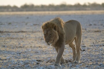 A dominant male lion stands tall, his mane glowing in the sunlight – the undisputed ruler of the savanna, exuding raw power and authority. Animal of Africa
