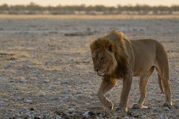 A dominant male lion stands tall, his mane glowing in the sunlight – the undisputed ruler of the...