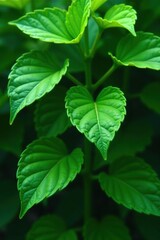 Green natural leaf background with various shades of green, creating a lush and vibrant backdrop,  organic,  earthy