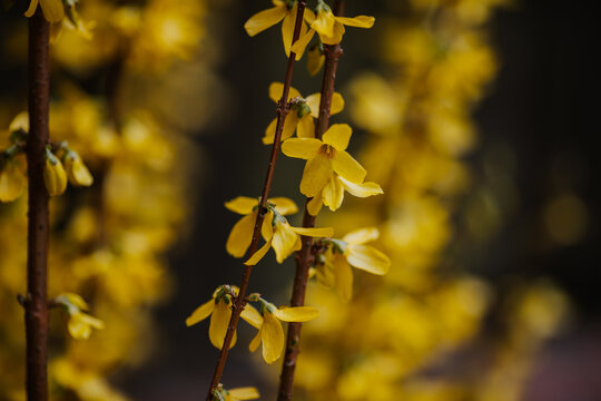 Yellow forsythia flowers on a branch in spring