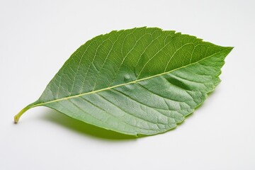 Close-up of leaf in studio setting, pure white background, minimal aesthetic