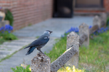 Corvus monedula, Western jackdaw in the city,the bird is a crow,urban birds,close up alone black bird standing, selective focus, A jackdaw bird is standing on a wall
