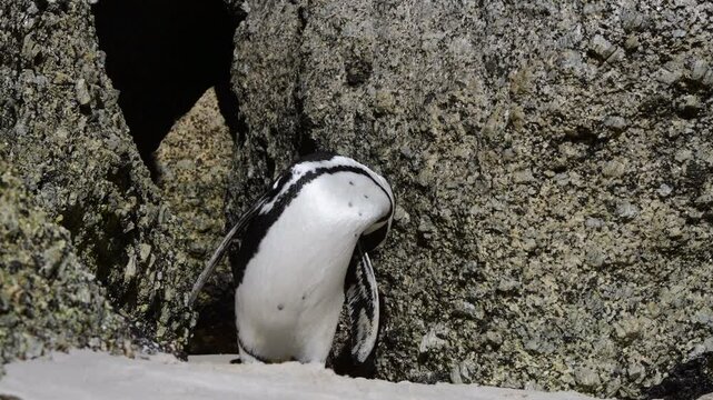 One little African penguin on sandy beach hiding between rocks. Spheniscus demersus or jackass penguin. Colony on Boulders Beach Nature Reserve in Simon's Town in South Africa. Wildlife nature birds