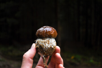 Porcini mushroom (a small penny bun with a shiny brown cap) in hand against a dark forest background.