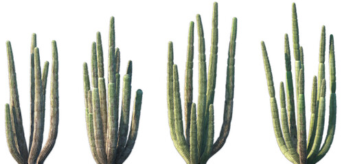 Set of Stenocereus thurberi (the Organ pipe cactus) in sunny daylight frontal isolated png on a transparent background perfectly cutout	