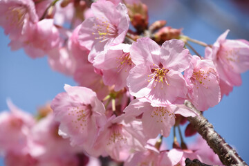 河津桜