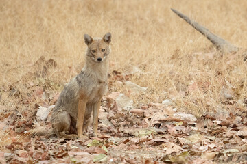 Obraz premium Jackal in the Jungles of India