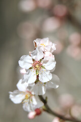 Fleurs d'amandier
