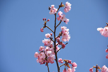河津桜
