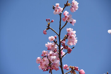 河津桜