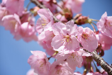 河津桜