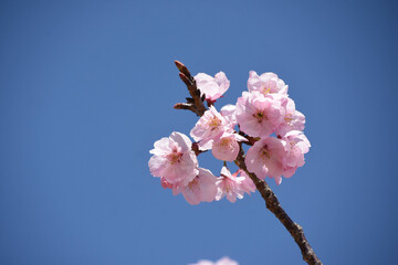 河津桜