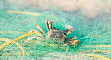 Dead crab caught in a fishing net on the beach of Goa, Arabian Sea, ocean animal
