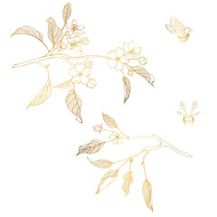 Golden line apple branch. Blooming branch of sakura apple tree.