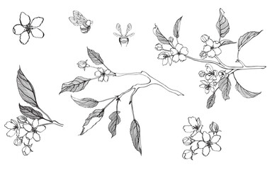 Line apple branch. Blooming branch of sakura apple tree with bee.