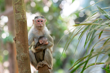 Barbary macaque ape, rhesus monkey mother with baby, wildlife of Goa India, jungle and rainforest...