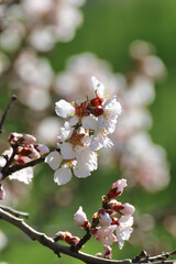 Fleurs d'amandier et lumière du soleil 