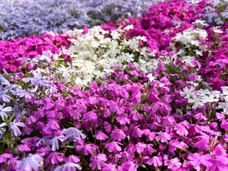 カラフルな芝桜
