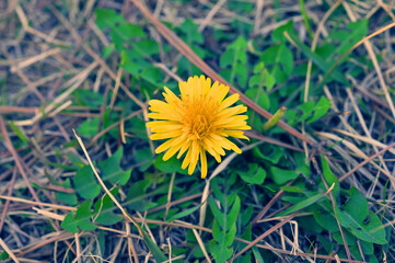 公園に咲いたタンポポ