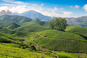 Tea plantation in Munnar, South India, landscape with fields in Kerala, view of the rolling garden hills, agriculture