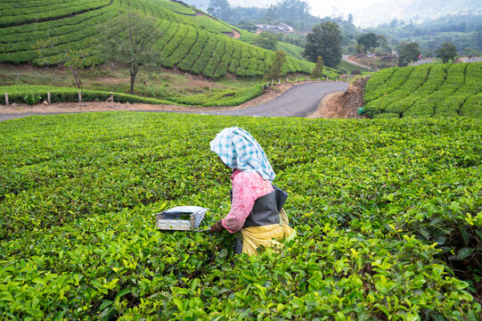 Indian woman with traditional clothes harvesting tea leaves on plantation in Munnar, South India, field with plants in Kerala, agriculture