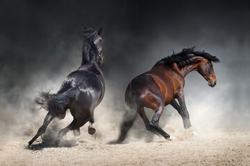 black horse running