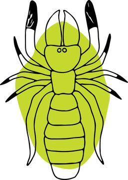 solpuga spider camel spider with yellow green round fill on background hand drawn with curved black lines contours, top view