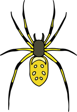 yellow orb weaver spider with spots on abdomen and striped legs hand drawn with curved black lines contours, top view