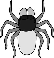 grey jumping spider hand drawn with curved black lines contours, top view