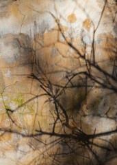 Dry branches cast eerie shadows on a cracked wall texture