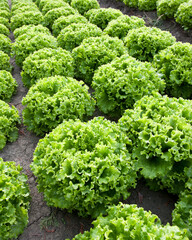 Rangées de laitues sous abri