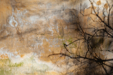 Dry branches cast eerie shadows on a cracked wall texture