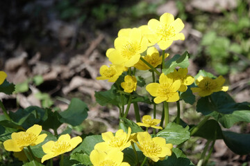 Flowers of Marsh-Marigold (Caltha palustris)
