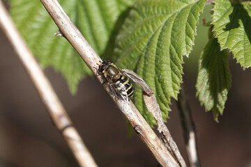 A hoverfly (Syrphus sp) resting on a branch