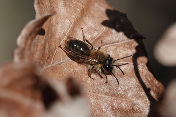 A Mining Bee (Andrena) resting on a brown leaf