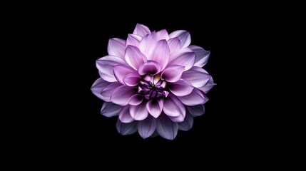 A stunning purple dahlia flower is captured in close-up, revealing its layered petals and vibrant hues. The dark background enhances the flower's beauty, creating a striking contrast