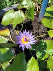 Beautiful lotus flower. flowering plants