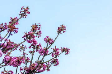 Pink cherry blossoms on the branches. Cherry blossoms are in full bloom with beautiful pink petals, many pink sakura cherry blossoms bloom in spring, cherry blossoms on the blue background