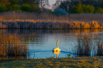 The edge of a lake in the light of sunrise in spring, Oostvaardersveld, Almere, Flevoland, The Netherlands, April 7, 2025