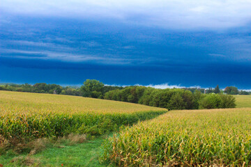 Blue sky over cornfield 