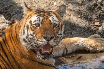 Bengal Tiger in the Jungles of India 
