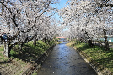 Cherry Blossoms and a Red Bridge over the Gojo River in Japan